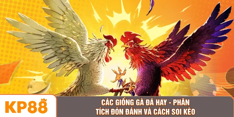 Các Giống Gà Đá Hay - Phân Tích Đòn Đánh Và Cách Soi Kèo