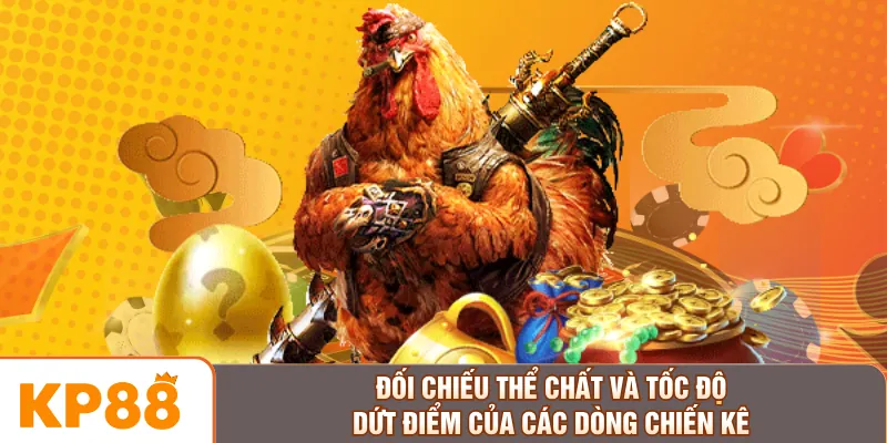 Đối chiếu thể chất và tốc độ dứt điểm của các dòng chiến kê