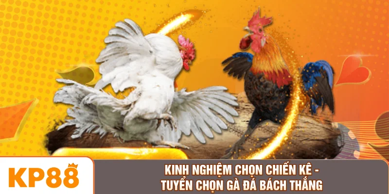 Kinh Nghiệm Chọn Chiến Kê - Tuyển Chọn Gà Đá Bách Thắng